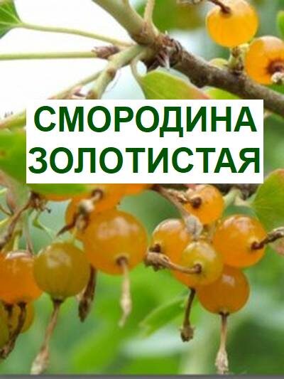 золотистая смородина