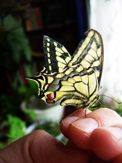 Фотографии Татьяны Немшановой. Махаон, рождённый на Пасху, в апреле 2009 года, на Крайнем Севере Сибири. Пасхальное чудо. Село Саранпауль.