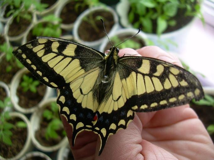 Фотографии Татьяны Немшановой. Махаон- бабочка, рождённая в северном крае, в квартире автора Татьяны Немшановой, в апреле 2009 года, на Пасху. Пасхальное чудо. Западная Сибирь, Приполярный Урал, Зауралье, ХМАО Югра.