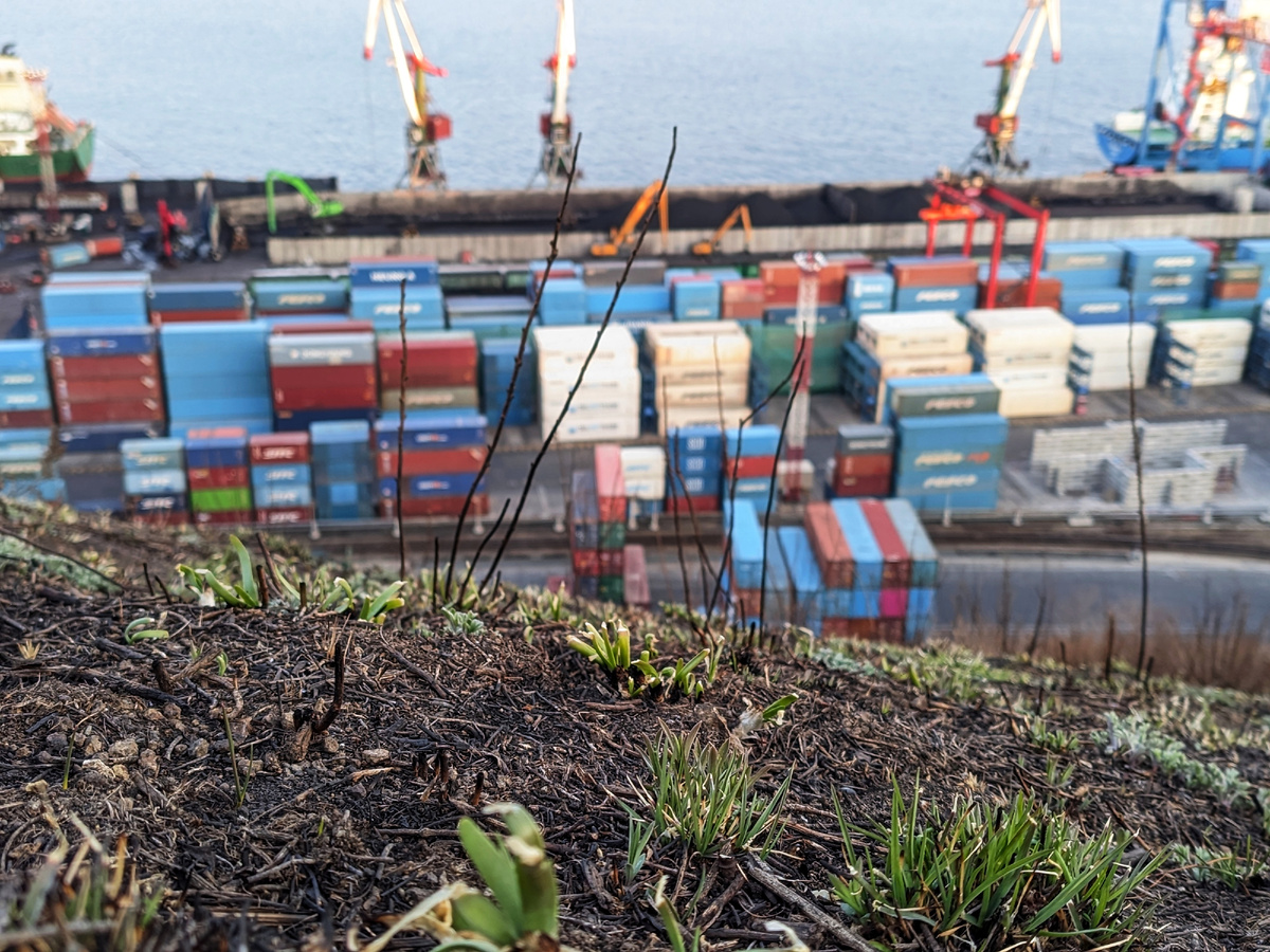 23 марта. Из выжженной земли выглядывают кустики дикого лука и травы. 