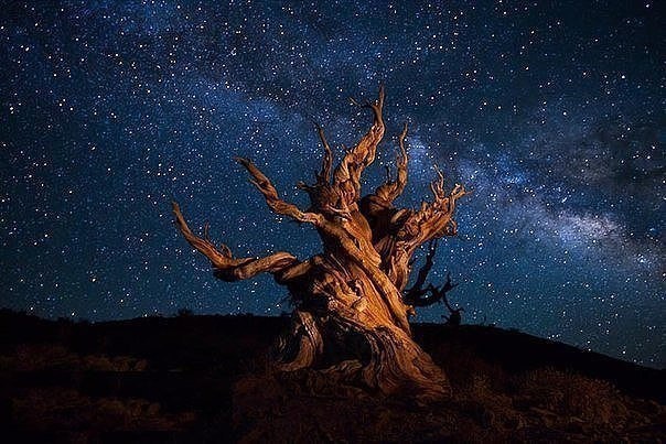 Сосна Мафусаил