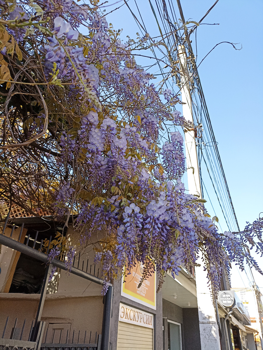 Последняя глициния на моём пути. Впереди у меня - яблони и сирень