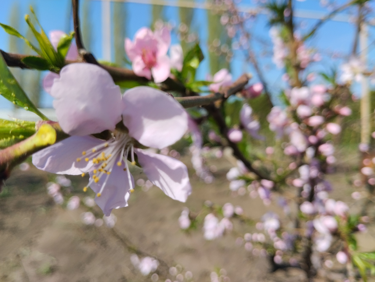 Христос воскресе.
