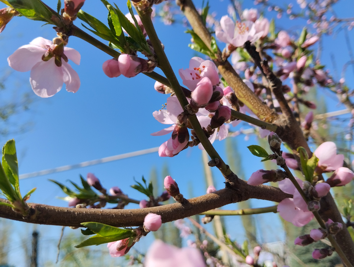 Нежный цветок персика, нашу семью порадовал пышным цветением.