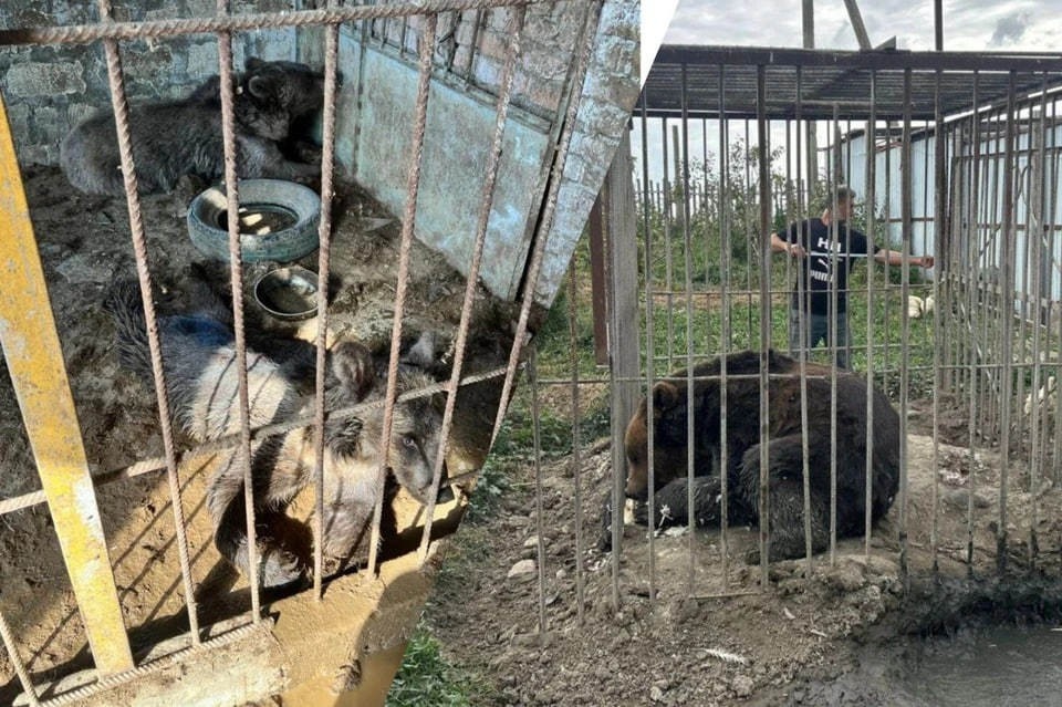    Стала известна судьба животных из нелегального зоопарка в Дагестане. Фото: Волжская межрегиональная природоохранная прокуратура