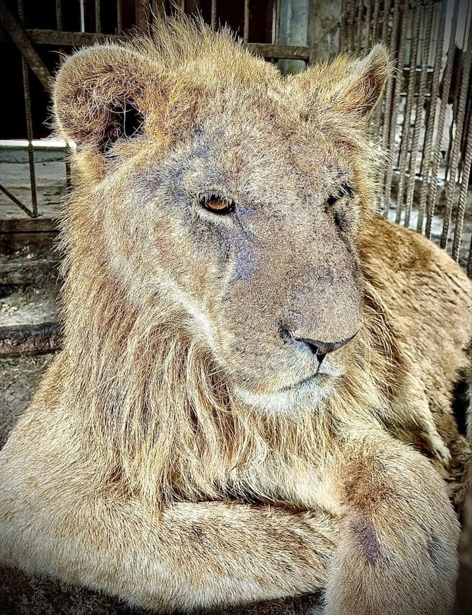    Львы, медведи, змеи, птицы, обезьяны страдали в подпольном зоопарке. Фото: председатель Комиссий по экологии ОП РФ Елена Шаройкина