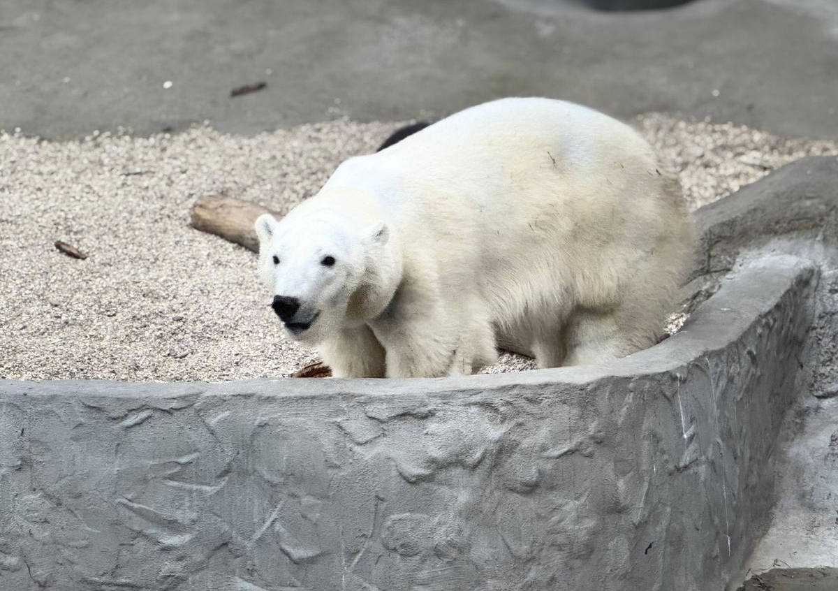 Фото © «Московская газета»