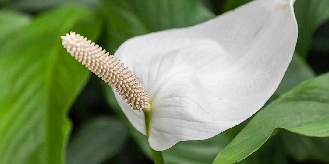 Волшебный цветок из тропиков, который спасает брак