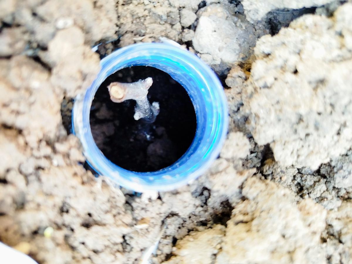 почки "пробника" начали опушаться