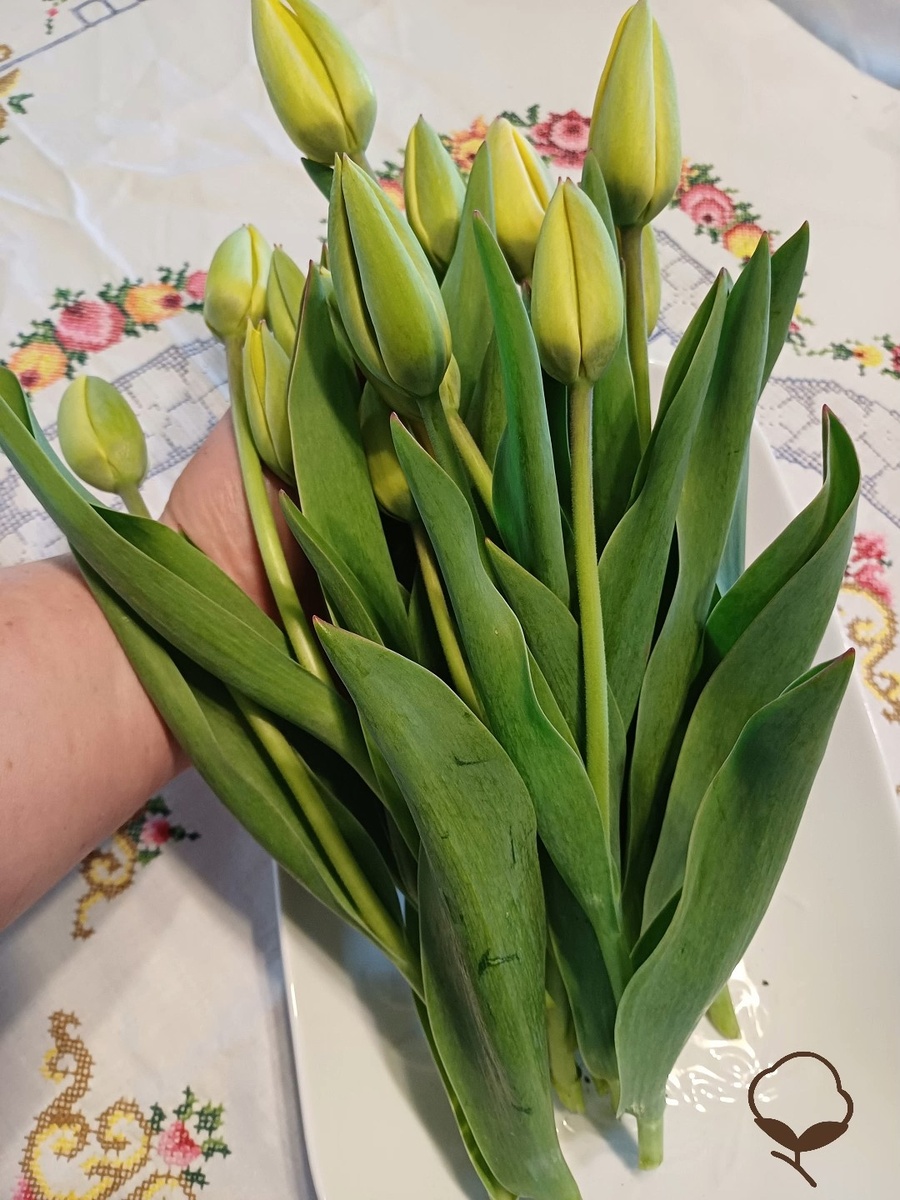 Сама утренняя свежесть (фото автора)