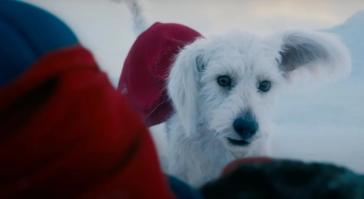 Крипто в фильме Джеймса Ганна "Супермен".
