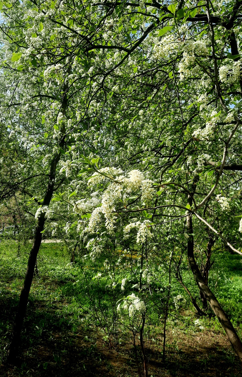 Фото автора. Москва, 21.04.25г. Черёмуха! 