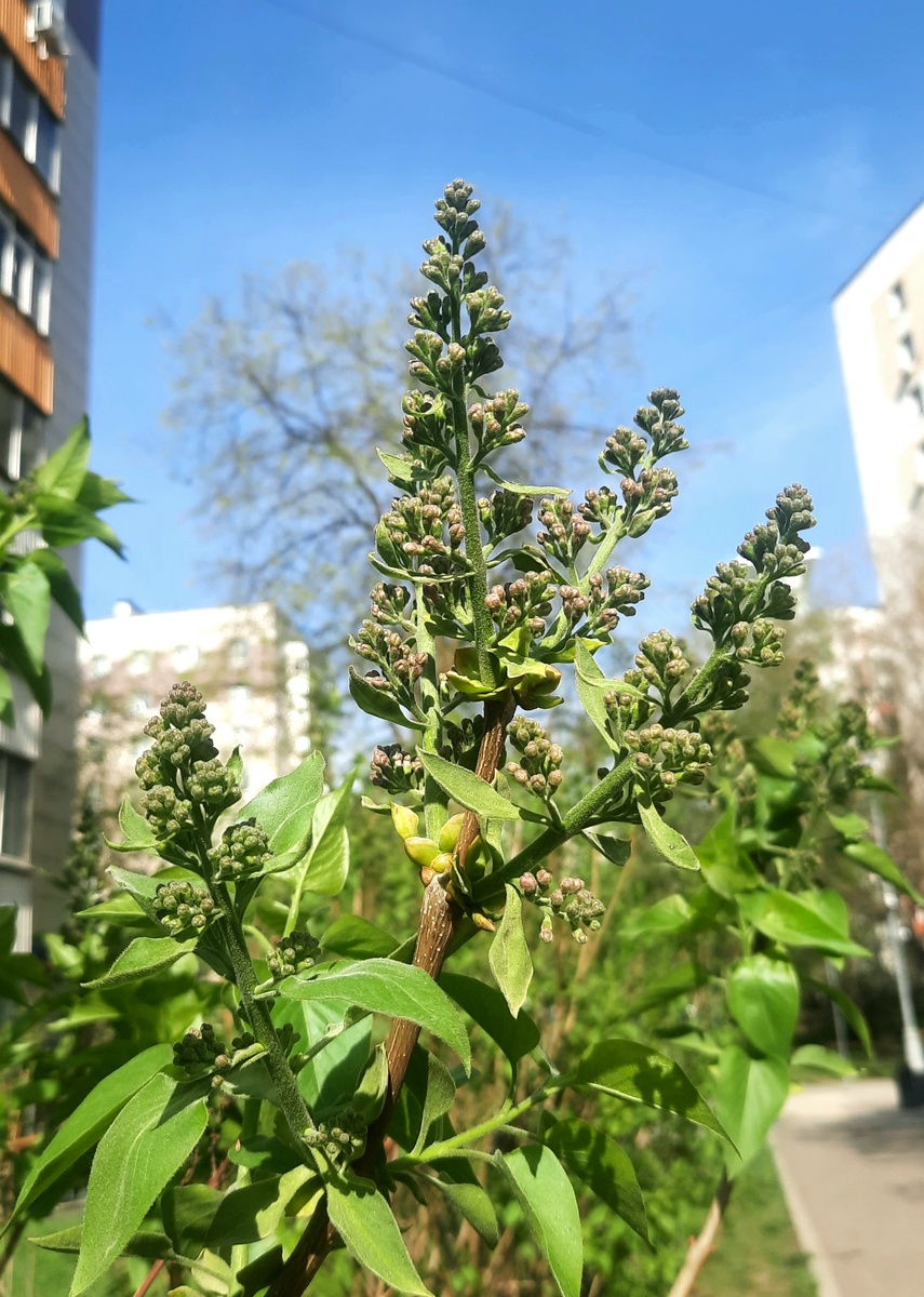 Фото автора. Москва, 21.04.25г