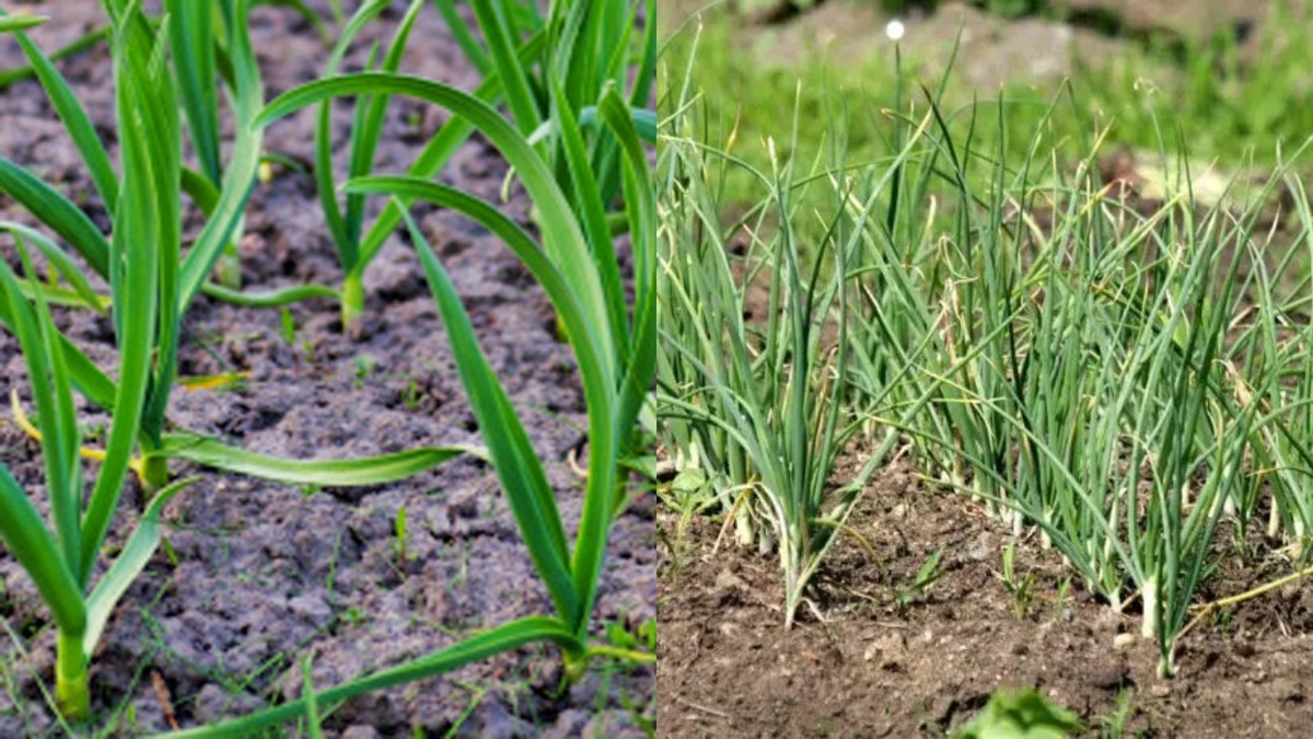 Разница между растениями до и после применения природных подкормок. Фото сделано на моем участке