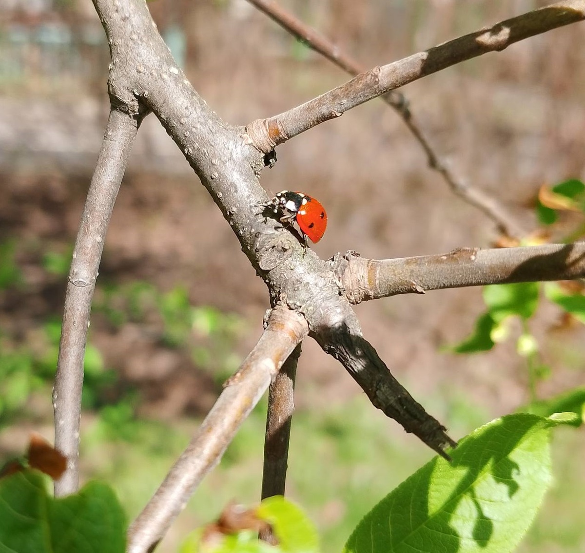 Луч света в темном царстве. Символично, перовая божья коровка на распускающейся ветке черемухи.