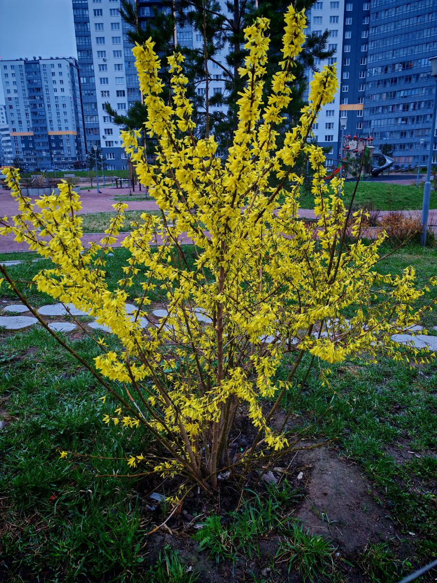 Форзиция во всей своей красе.