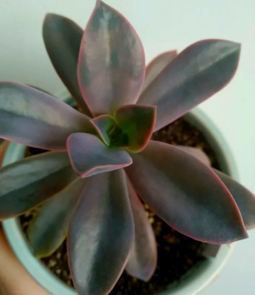 Граптоверия Фред Айвс 