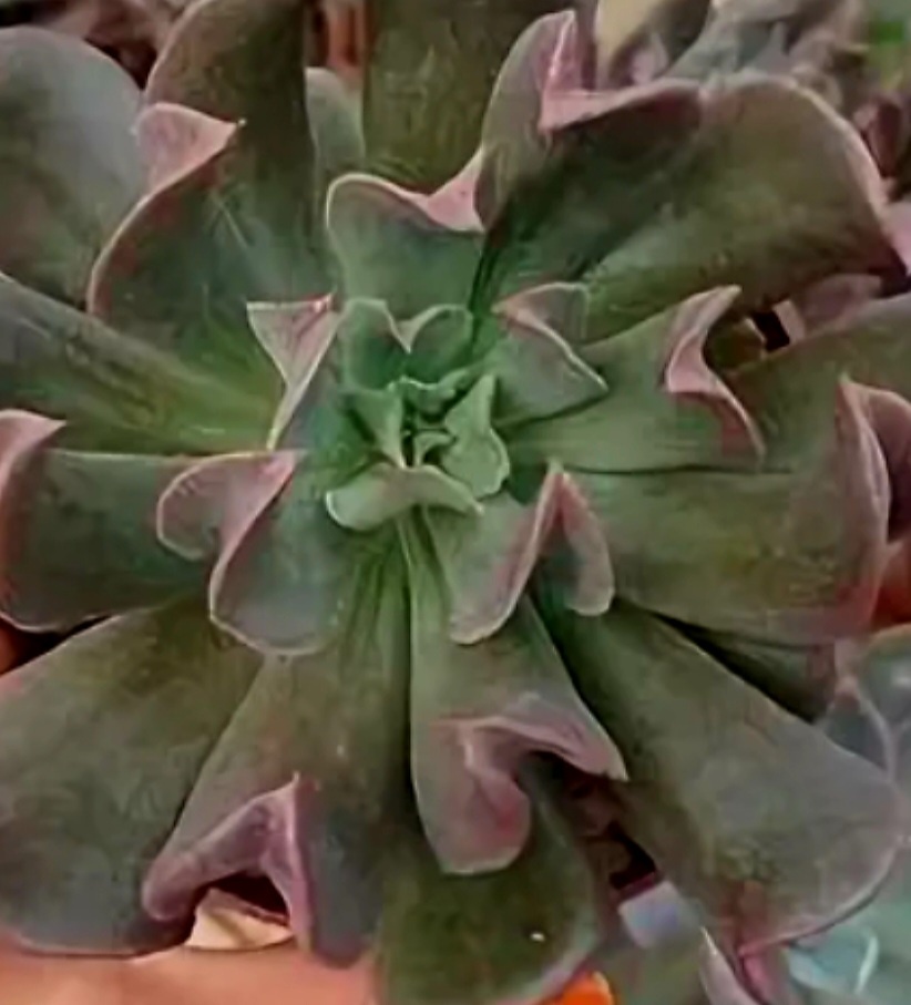 Эхиверия Дарк Вайдер 