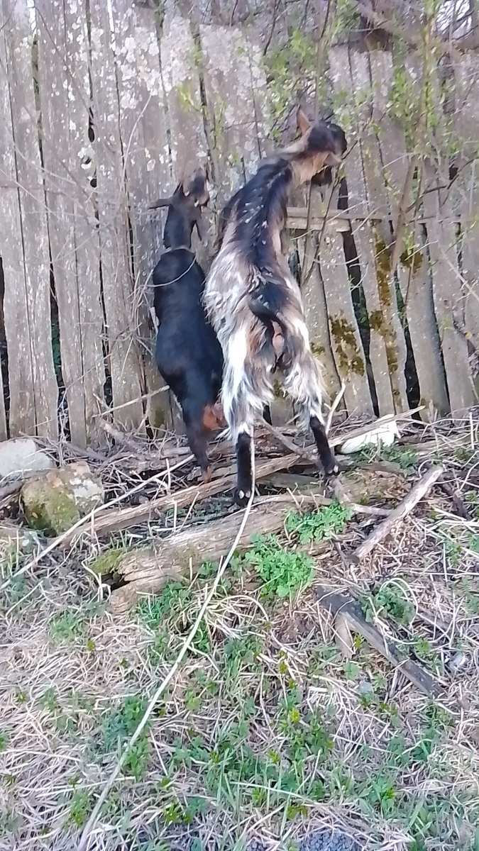 А вдруг козел съест больше, ох уж эта козья конкуренция🤣