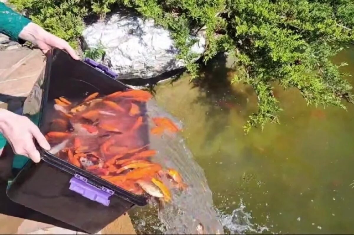    В Волгограде сняли на видео выпуск карпов и черепах в парковый пруд
