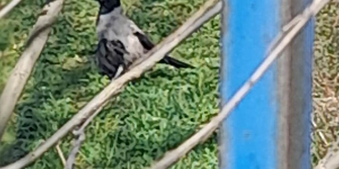 ПОМОГИТЕ! К волонтерам-орнитологам, любителям птиц, обращаются волонтеры-кошатники