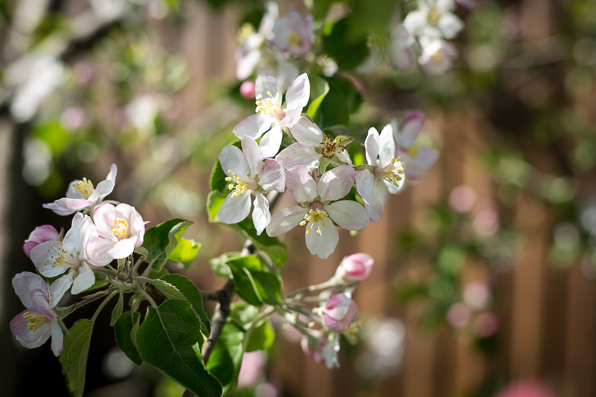 Автор фото Елена Якимова / Greenfingers