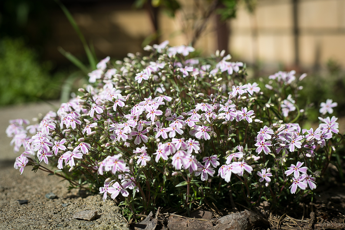 Автор фото Елена Якимова / Greenfingers