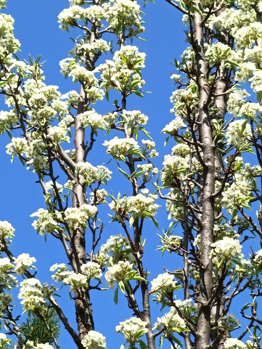 У нас уже цветут груши