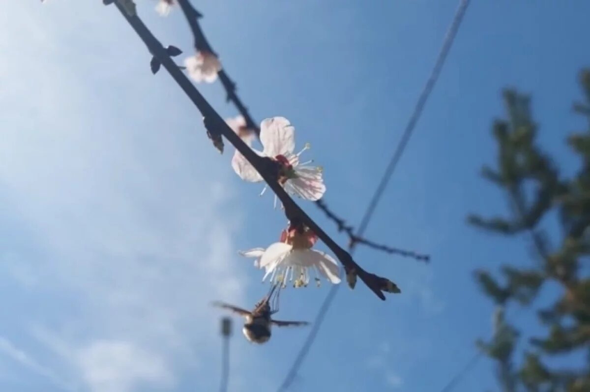    В Нижнем Криволучье Тулы расцвели абрикосы, тюльпаны и нарциссы с рябчиками