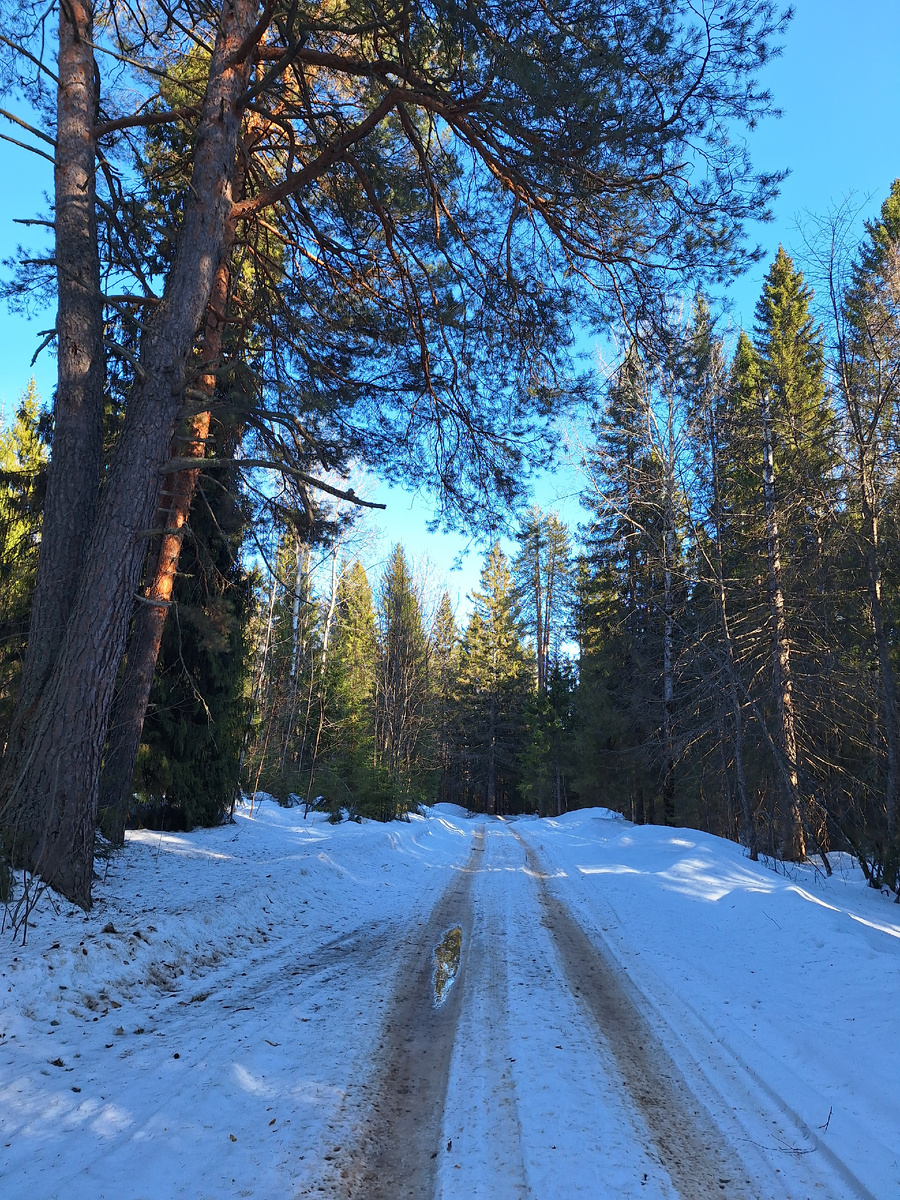 Апрель. Лесная дорога. 