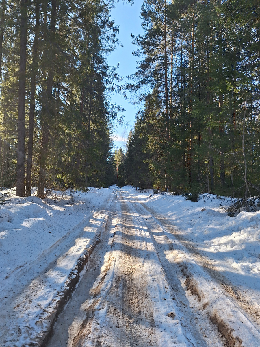 Апрель. Лесная дорога. 