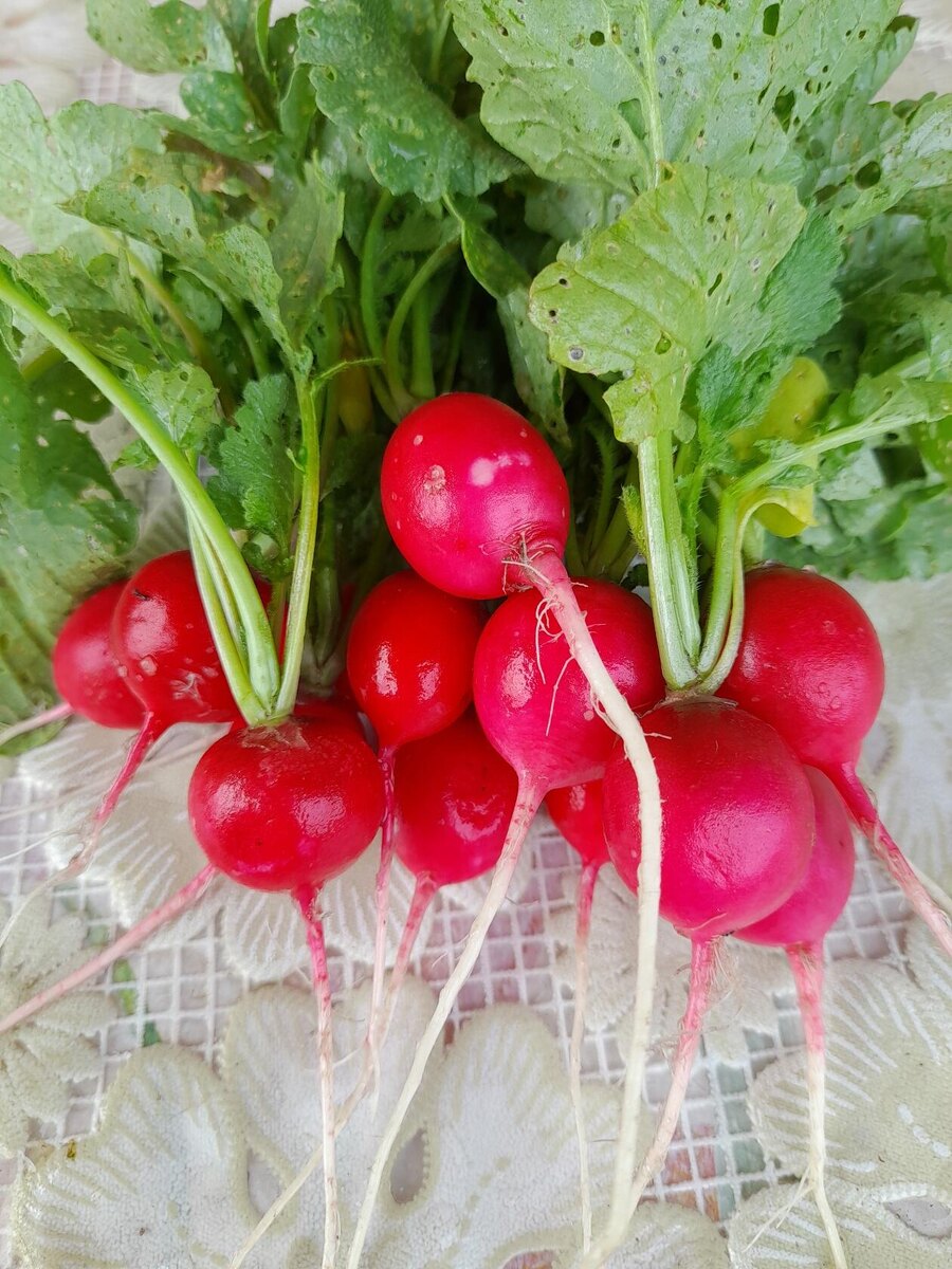 Угостили редиской  добрые люди, а у меня она  ещё даже не посажена