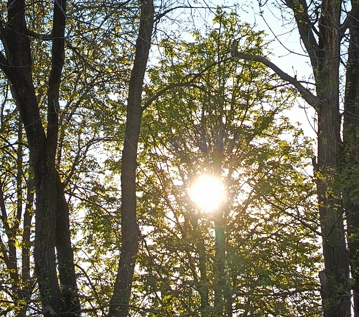 Солнечный свет и пение птиц...