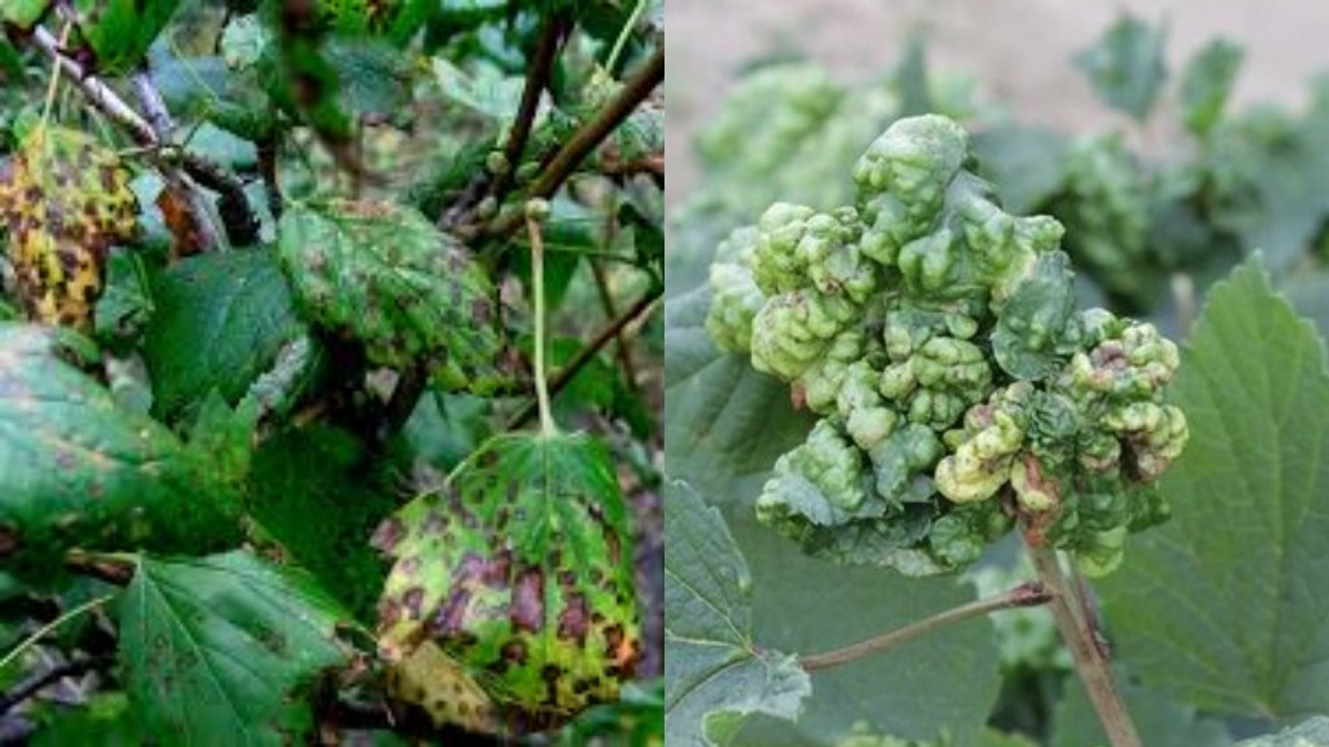 Последствия нашествия вредителей на смородине: время действовать