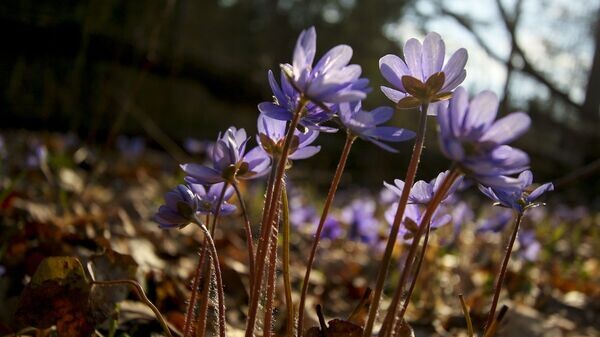    © Sputnik / Альфред Микус