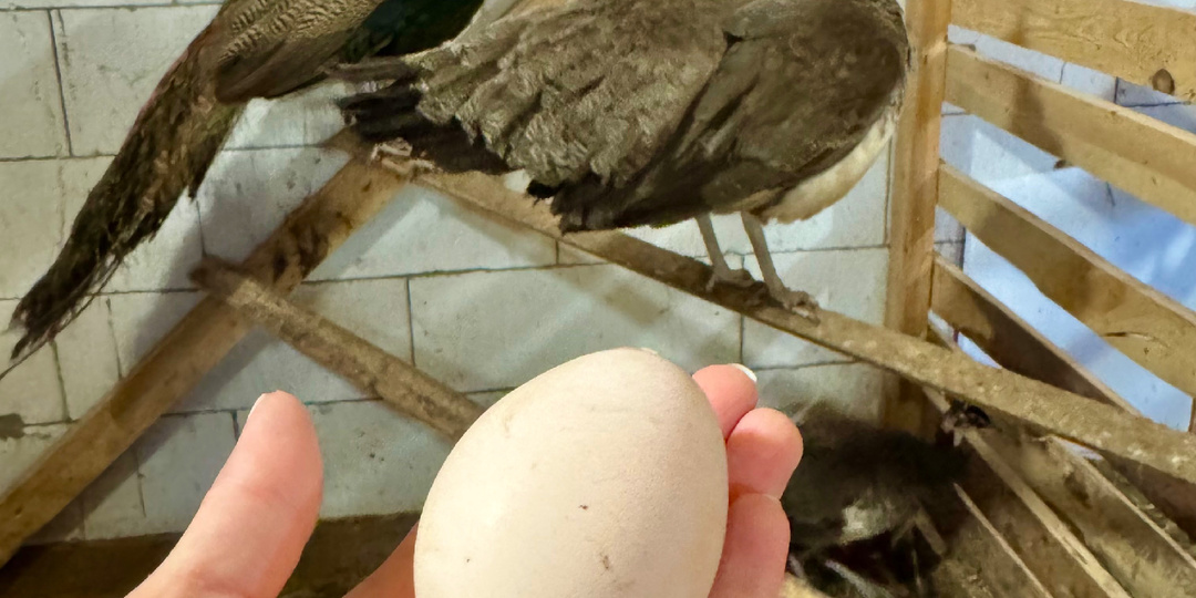 ЯЙЦА ПАВЛИНА 🦚 🪺 🦚