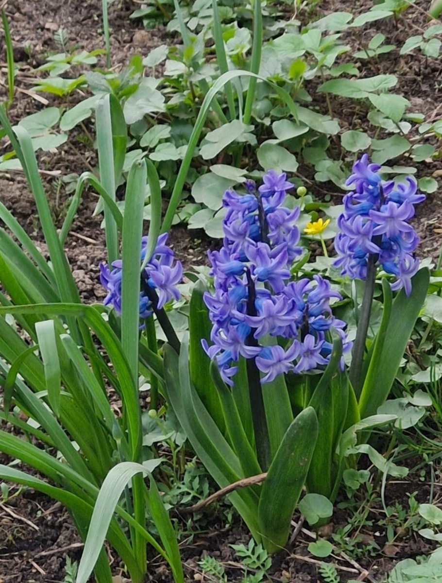 17 апреля 2025