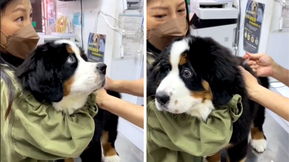 Щенок пришел на прививку и получает свою порцию невероятных ощущений :))