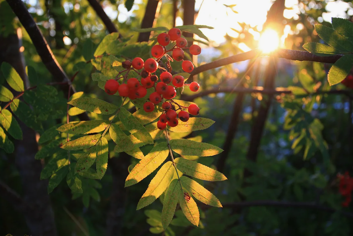 В Мурманске у нас растет много рябины. Мы очень любим её.