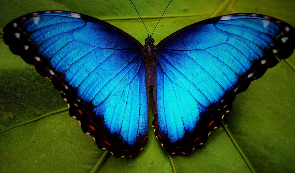 Каждый цветок мечтает, чтобы к нему прилетела такая бабочка