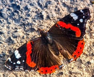 Яркие крылья, способные украсить любое место