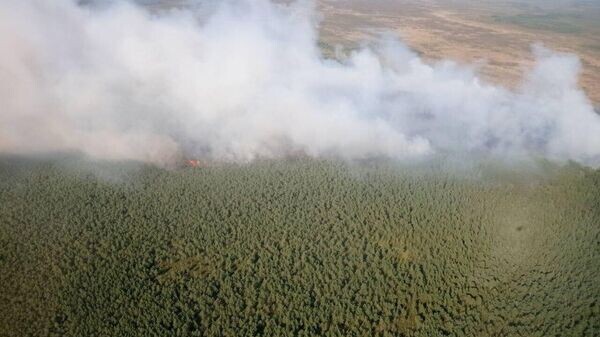    © Photo : Telegram / Минлесхоз