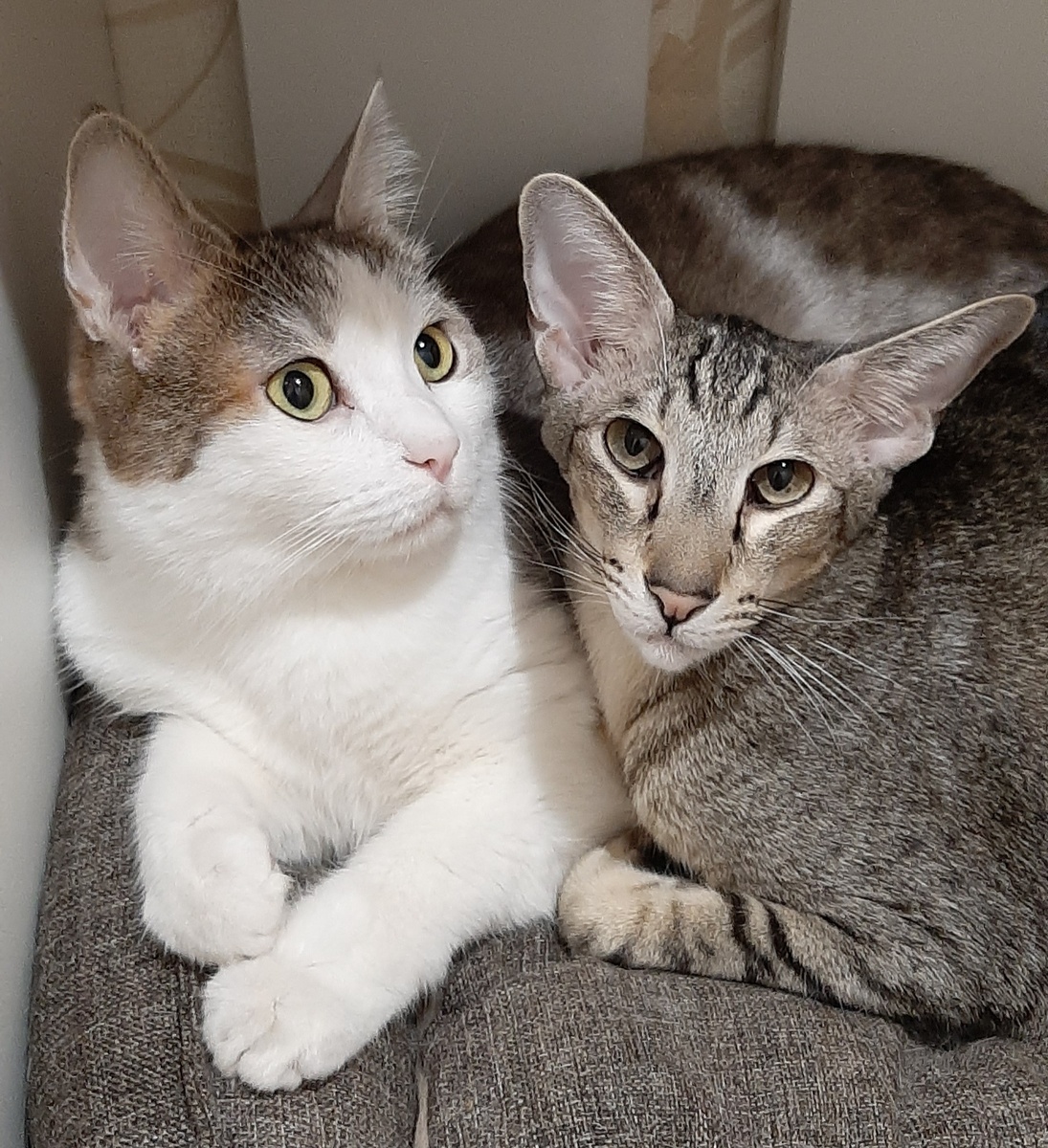 Котята выросли в огромных котов