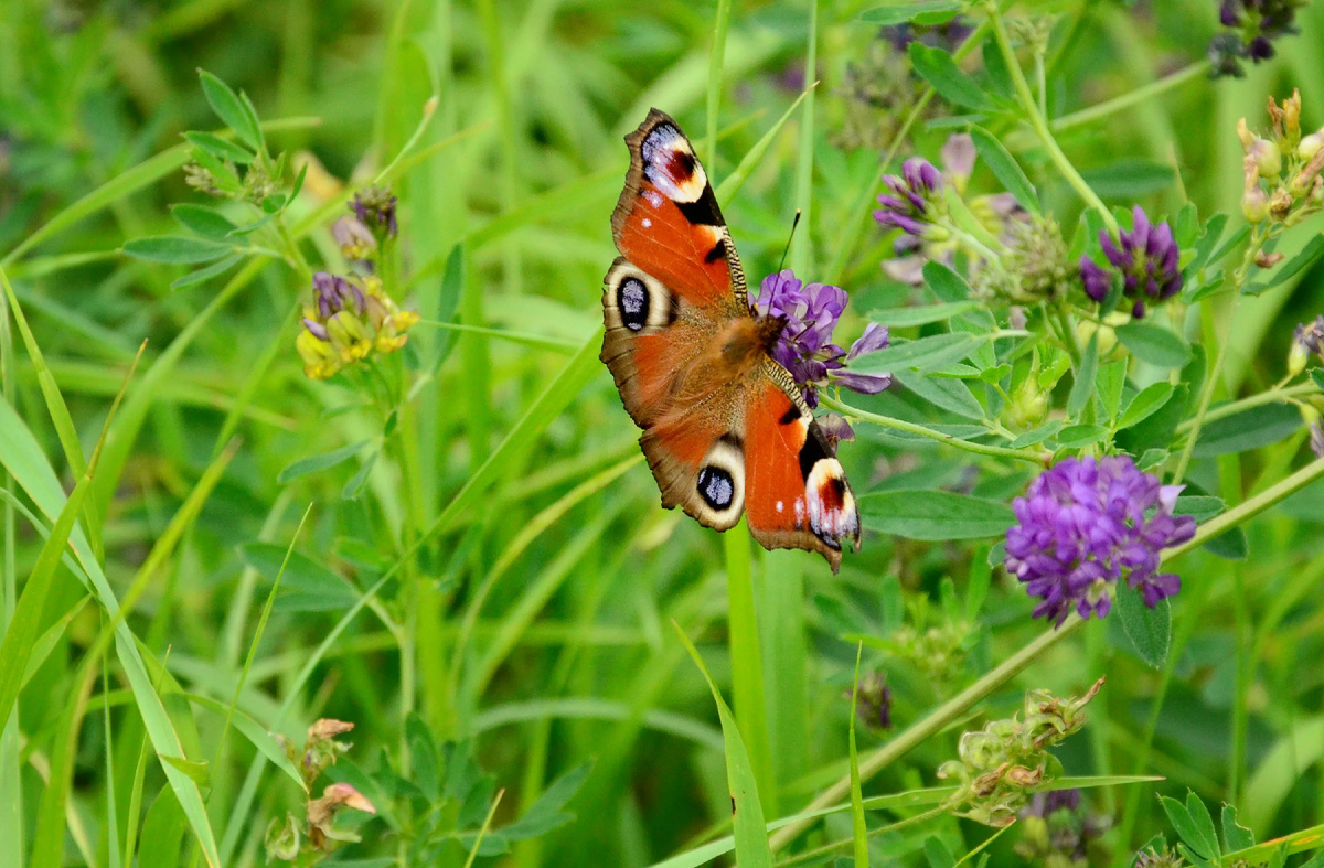 картинка из интернета