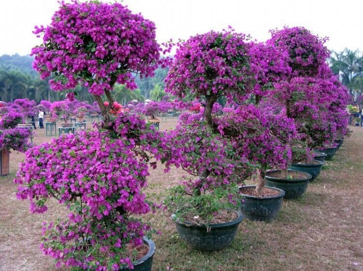 Бугенвиллия. Фото из интернета