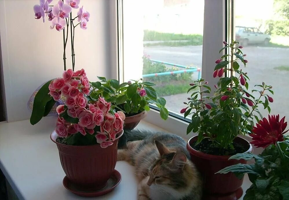 Цветы на подоконнике. Фото из интернета 