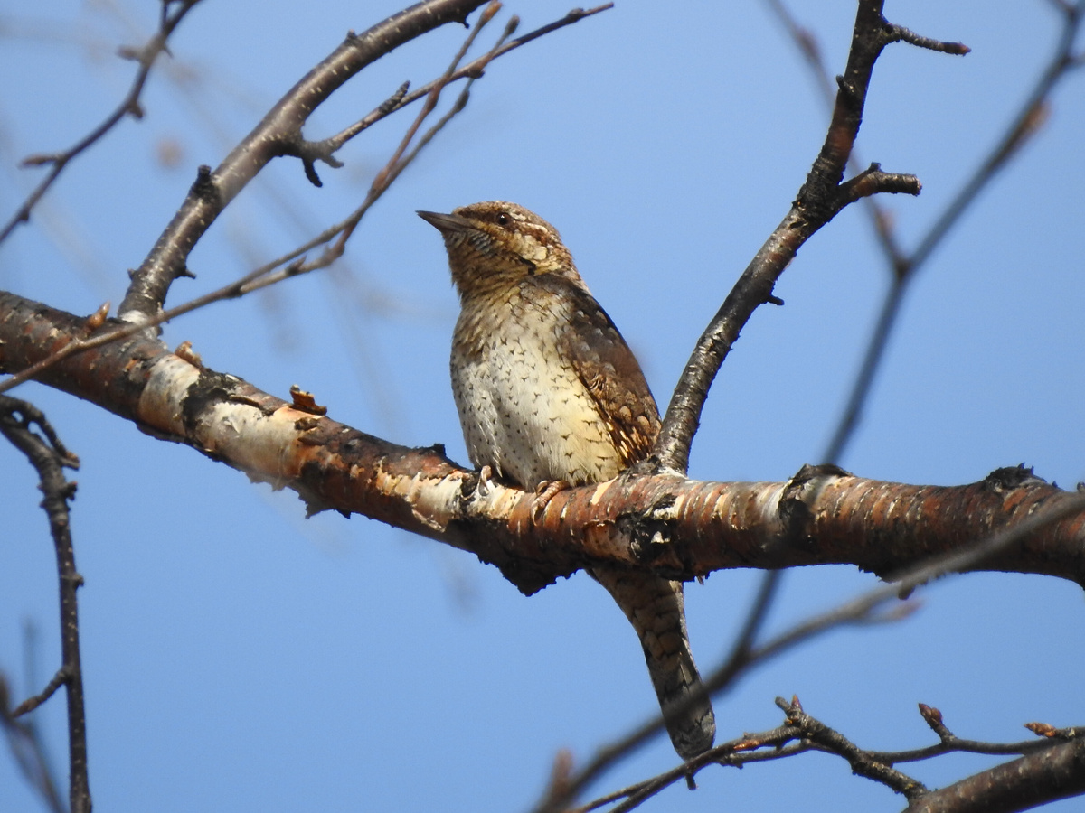 Вертишейка, фото автора