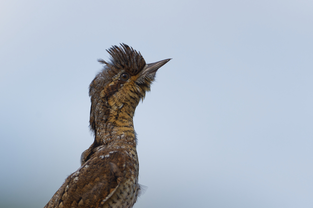 фото Marion Goascoz