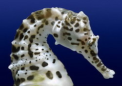 Тельце морского конька защищено наружным скелетом из расположенных рядами кожных пластинок, покрывающих туловище и хвост и придающих ему кольчатый вид. В поперечном сечении тело конька представляет собой многоугольник, число сторон которого определяется числом пластинок. Хвостовые кольца обычно образованы четырьмя пластинками, тогда как на туловище кольца могут состоять из шести или восьми пластинок.

Головка морского конька совершенно уникальна в мире рыб, она очень похожа на головку лошади и образует с туловищем почти прямой угол. Морские коньки обладают хорошим зрением. У них крупные глаза, которые могут двигаться совершенно независимо друг от друга. Один может, например, исследовать поверхность водорослей в поисках добычи, а другой в это время наблюдает за окрестностями, вдруг, где опасность.

Еда морских коньков очень специфична. Их узенькие мордочки заканчиваются малюсеньким ртом и как пипетки всасывают корм и этот корм должен быть ооочень меленьким. В основном это крошечные ракообразные, которых множество в извилинах кораллов и на водорослях. А на поиски пищи морским конькам приходится тратить очень много времени.

Однако самой необычной чертой морских коньков является перенос ответственности за будущее потомство с самки на самца.