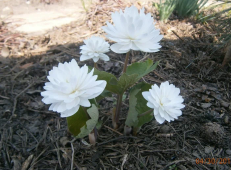 староее фото автора